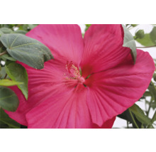 Prim-plan cu o floare de hibiscus de baltă roz în grădină.