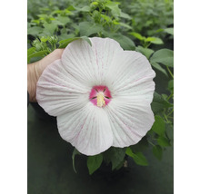 Floare de hibiscus de mlaștină