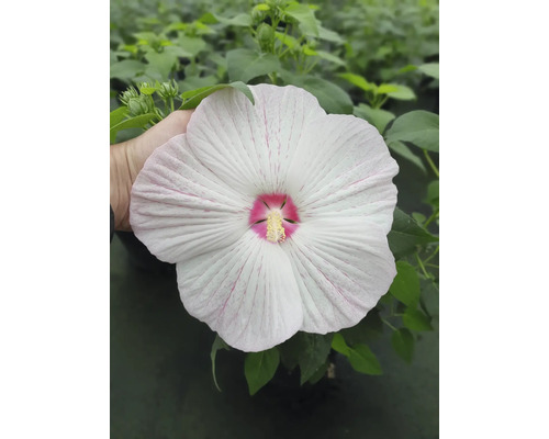 Floare de hibiscus de mlaștină