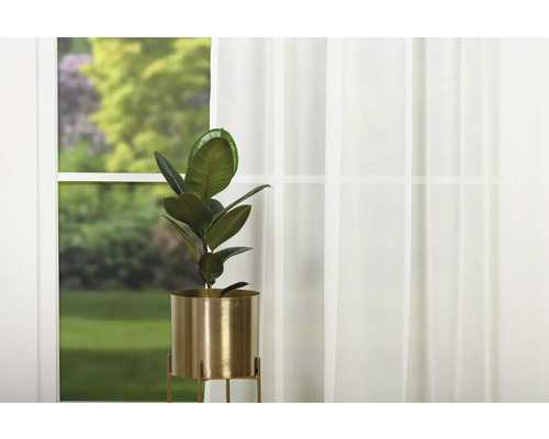 Ficus elastic într-un vas auriu în fața unei ferestre cu perdea