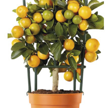 Calamondin mini pe spalier FloraSelf Citrus calamondin ghiveci Ø 12 cm
