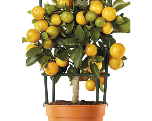 Calamondin mini pe spalier FloraSelf Citrus calamondin ghiveci Ø 12 cm