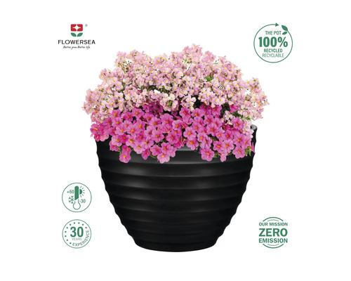 Ghiveci cu flori roz și violet