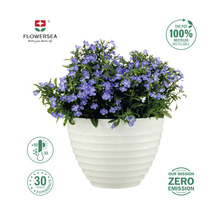 Lobelia albastră într-un ghiveci alb, cu mențiunea că ghiveciul este 100% reciclabil.