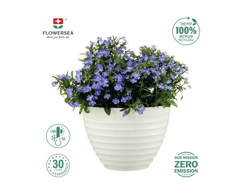 Lobelia albastră într-un ghiveci alb, cu mențiunea că ghiveciul este 100% reciclabil.