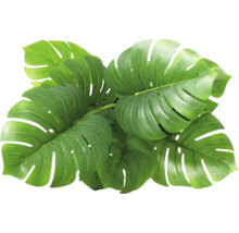 Mai multe frunze verzi de Monstera