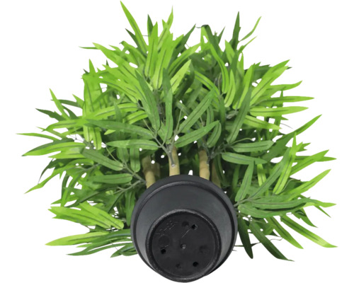 Bambus artificial în ghiveci, vedere de sus