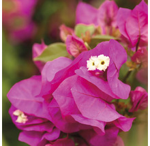 Prim-plan al unei plante Bougainvillea cu flori