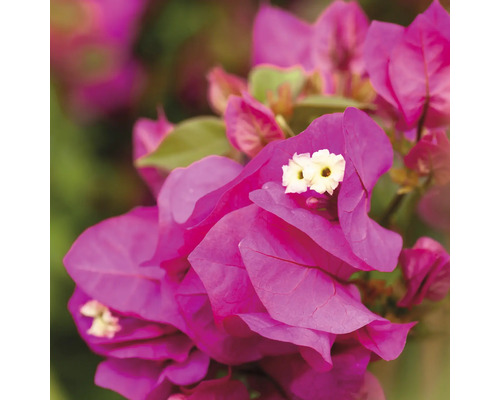 Prim-plan al unei plante Bougainvillea cu flori