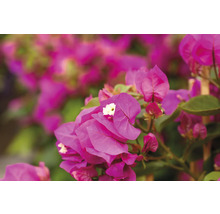 Prim-plan cu flori de bougainvillea