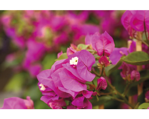 Prim-plan cu flori de bougainvillea