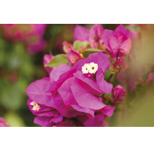 Floare de hârtie pe spalier FloraSelf Bougainvillea Vera Purple H 35 cm ghiveci Ø 14 cm