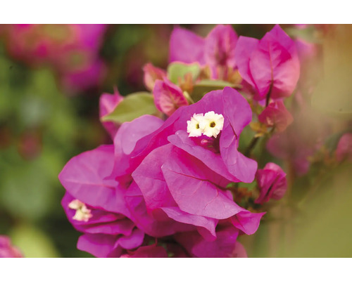 Prim-plan cu flori roz de bougainvillea