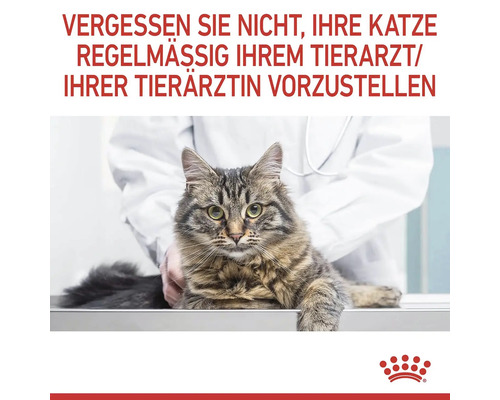 O pisică tigrată la veterinar