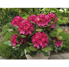 Rhododendron în ghiveci cu flori roz și frunze verzi.