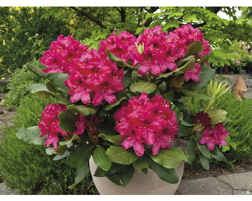 Rhododendron în ghiveci cu flori roz și frunze verzi.
