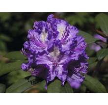 Prim-plan cu o floare de rododendron violet cu frunze verzi.