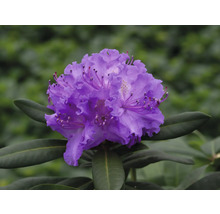 Prim-plan cu o floare de rododendron violet cu frunze verzi