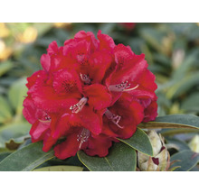 Prim-plan cu o floare de rododendron roșie