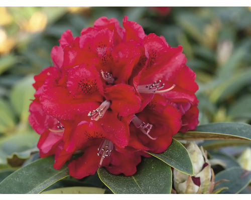 Prim-plan cu o floare de rododendron roșie