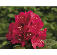Inflorescență a plantei Rhododendron în detaliu