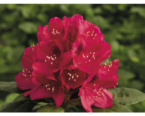 Inflorescență a plantei Rhododendron în detaliu