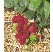 Bio Căpşuni FloraSelf Bio Fragaria x ananassa 'Mieze Schindler' pachet 10 buc.