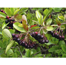 Ramură de aronia cu frunze și fructe de pădure