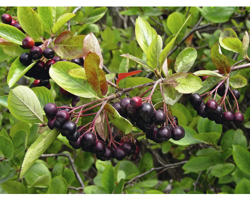 Ramură de aronia cu frunze și fructe de pădure