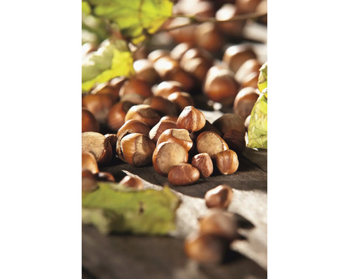 Alune de pădure cu frunze pe fundal de lemn