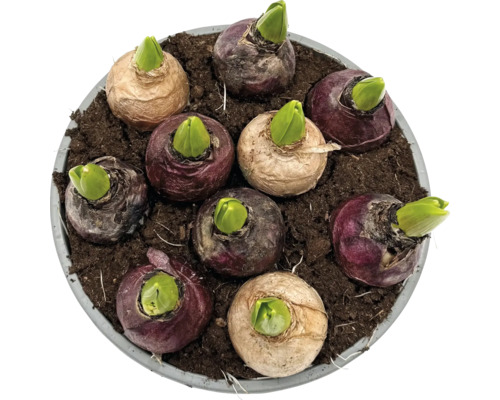 Bulbi de zambile în pământ într-un ghiveci, gata de crescut