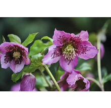 Prim-plan cu flori de spânz cu frunze