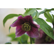 Prim-plan cu o spânz purpurie cu frunze verzi