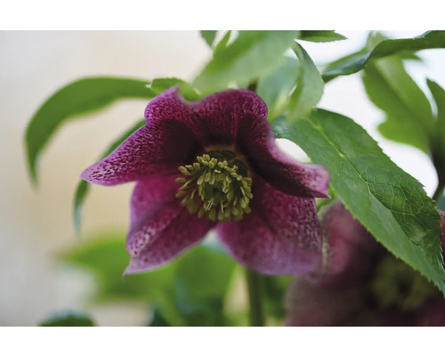 Prim-plan cu o spânz purpurie cu frunze verzi