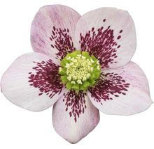 Prim-plan al unei spânz cu petale pătate