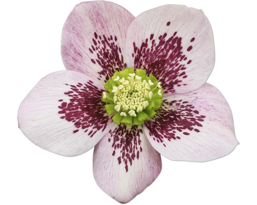 Prim-plan al unei spânz cu petale pătate