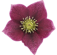 Prim-plan cu o spânz purpurie cu centru galben