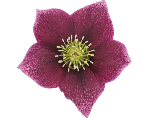 Prim-plan cu o spânz purpurie cu centru galben