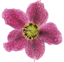 Prim-plan cu o spânz