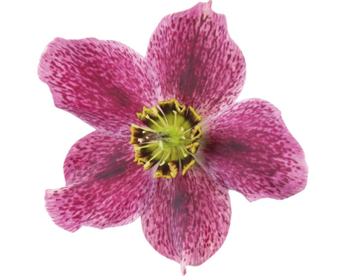 Prim-plan cu o spânz