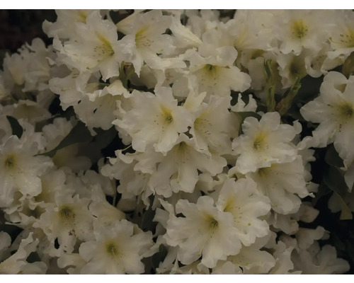 Prim-plan cu flori albe de rododendron