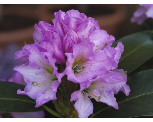 Azalee/Rododendron FloraSelf Rhododendron Co 5 L diferite culori