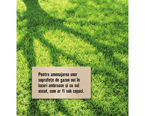 Gazon nou pentru suprafețe umbroase și sol uscat, cum ar fi sub copaci.