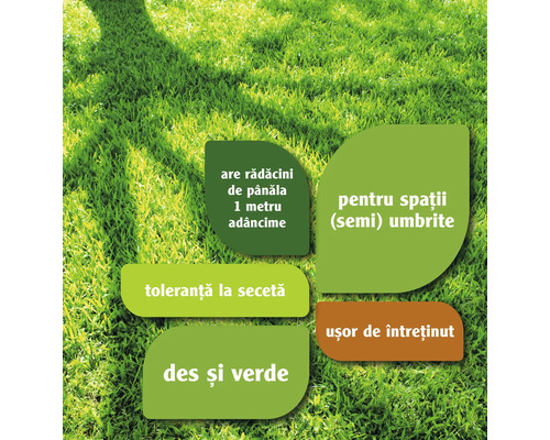 Informații despre caracteristicile gazonului: Rădăcini de până la un metru adâncime, potrivit pentru spații semiumbrite, toleranță la secetă, des și verde, ușor de întreținut