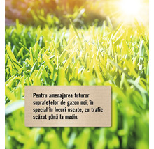 Prim-plan cu gazon pentru toate suprafețele de gazon noi, în special în locuri uscate, cu trafic scăzut până la mediu.