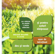 Informații despre caracteristicile gazonului, cum ar fi adâncimea rădăcinilor, toleranța la secetă și ușurința de întreținere