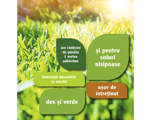 Informații despre caracteristicile gazonului, cum ar fi adâncimea rădăcinilor, toleranța la secetă și ușurința de întreținere