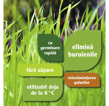 Caracteristici semințe de gazon: germinare rapidă, elimină buruienile, fără săpare, utilizabil de la 6 grade, reînsămânțarea golurilor