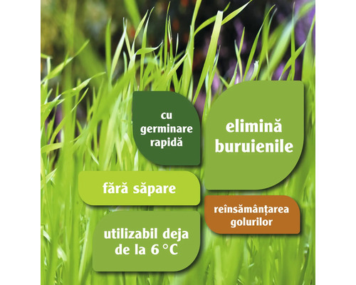 Caracteristici semințe de gazon: germinare rapidă, elimină buruienile, fără săpare, utilizabil de la 6 grade, reînsămânțarea golurilor