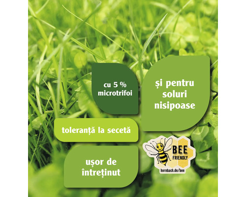 Informații despre semințele de gazon: cinci la sută microtrifoi, potrivit pentru soluri nisipoase, tolerant la secetă, ușor de întreținut, prietenos cu albinele